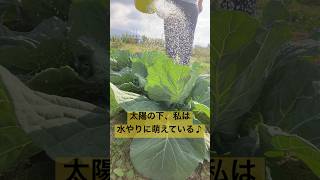 野菜も喜んでいる〜#shorts #short