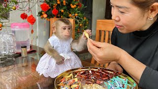 Baby monkey Tina was very happy to receive the candy that her mother Thuy gave her.