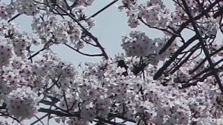 桜　蜜　ヒヨドリ　2017.4.10