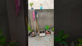 #ਮੇਰਾ ਗਾਰਡਨ ਦੇਖਲੋ#funny #gardenplants #shortvideos