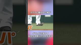 西武ドームに関する雑学