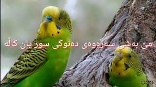 زانیاری لەسەر  ‌🄱‌🅄🄳‌‌🄶‌🄸‌🄴‌:تەیروحب:بادجی