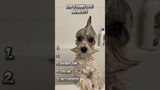 Ranking Funny Dog Videos! #funny #dog #shorts
