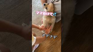 ドッグランで子供に襲われてママに助けを求める子犬