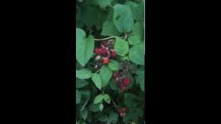 14: Wild edible plants wineberry