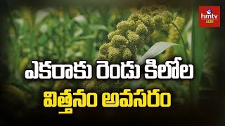 ఖరీఫ్‌ సీజన్‌ కొర్ర సాగుకు అనుకూలం | Korralu (Foxtail Millet) Cultivation Guide | hmtv Agri