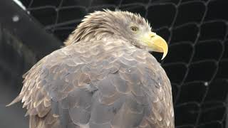 オジロワシ (旭山動物園) 2018年2月11日