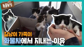 화물 트럭 위 ‘길냥이 가족’이 트럭을 선택한 이유! (ft. 구조 성공♡) I TV동물농장 (Animal Farm) | SBS Story