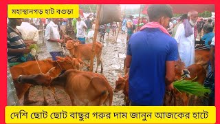 দেশি ছোট ছোট বাছুর গরুর দাম জানুন আজকের হাটে।। মহাস্থানগড় বগুড়া।। আমার কৃষি আমার চাষী।।