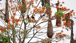 Russet-backed Oropendola (Psarocolius angustifrons) - Reserva Comunal Amarakaeri (Peru) 1-10-2019