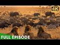 Savage Nature: Africa’s Deadly Predators (Full Episode) | Nature Animal Documentary