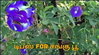 Sangu poo | Tips for sangu poo | சங்கு பூ அதிகம் பூக்க tips