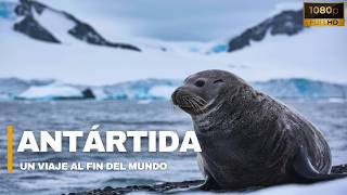 LA ANTÁRTIDA | Un viaje al fin del mundo - Documental