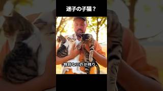 この男性は子猫を救ったと思っていたが、思わぬ驚きが待っていた