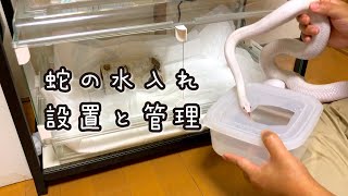 【設置と管理】蛇とお水と水入れについてのお話。初心者から蛇嫌いな方まで。