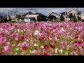 コスモスと黄色い電車 三岐鉄道北勢線・東員駅　２０１３年１０月