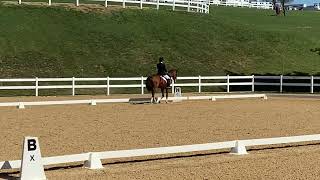 Akhal-Teke stallion Adamek GAIG USDF Region1. 4th level