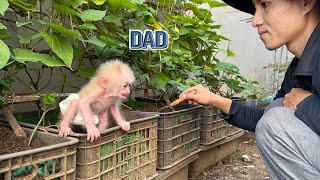 How does the baby monkey discover his new life with his hard working father