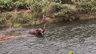 വീണ്ടും എത്തി അവന്റെ കുളി കണ്ടാൽ 😍😍😍| ചിറ്റാർ | പത്തനംതിട്ട