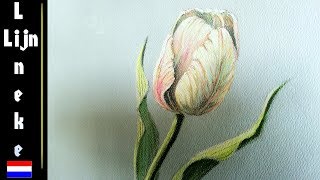 TULP tekenen Pastel Potlood tekening beginners