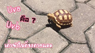 My turtle and sun🌞 เต่าซูคาต้า เต่าญี่ปุ่นหรือเต่าชนิดอื่นๆก็ต้องตากแดด uva uvb คือ ?