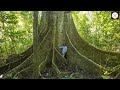 ලෝකයේ පැරණිම ශාක 10 top 10 oldest trees in the world