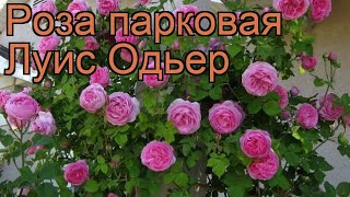 Роза парковая Луис Одьер (rosa luis de oder) 🌿 Луис Одьер обзор: как сажать, саженцы розы Луис Одьер