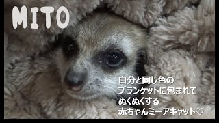 Baby Meerkat makes sweet sounds