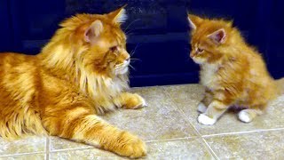 Huge Caring Maine Coon Dad Cat Scrupulously Washing His Little Cute Cub Daughter