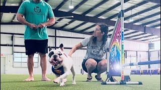 Ralphie’s first lesson at iSpy Agility Academy