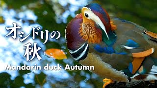 Mandarin duck | Autumn | 4K【Sapporo】