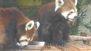 レッサーパンダ　アラタちゃんとキララちゃん　なかよくお食事です　【浜松市動物園】