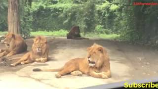 群馬サファリパーク,Famous Gunma Safari Park Japan