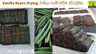 Vanilla Beans Drying in Sri Lanka- වනිලා පදම් කිරීම  (වියලීම)