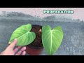 || PHILODENDRON GLORIOUS || CARE TIPS ||