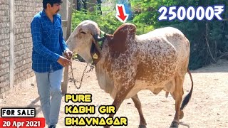 250000₹ Pure Bhavnagar Bloodline Kabri Gir Cow For Sale 👍Ranchod Mer📲9725930794 Cow Videos Farm Talk