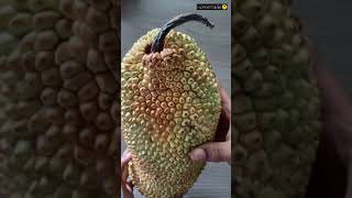 Cousin to the jackfruit | Cempedak