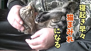 【寝起き早々猫まみれ】休日の朝起きてすぐに甘えてくる猫たち【あくび・梅子・松五郎・竹丸】Surrounded by cats from morning