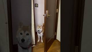 散歩の催促にやって来る柴犬マメ