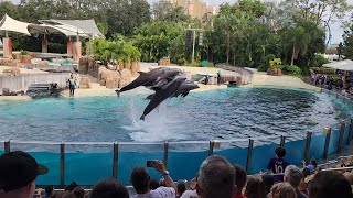 Dolphin Encounter (Full Show) - SeaWorld Orlando 10/28/2024