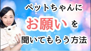 ペットちゃんにお願いを聞いてもらう方法【アニマルコミュニケーション】ママと我が子の絆を深めよう☺️