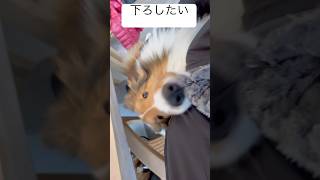 下ろしたい #pets #sheltie #可愛い #かわいい #シェルティ #shorts #もふもふ#犬のいる暮らし