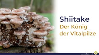 Shiitake - Der König der Vitalpilze