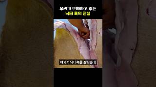 낙타 혹 자르면 뭐 있을까?