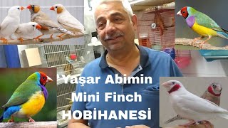 YAŞAR ABİMİN MİNİ HOBİHANESİ Hint bülbülü, gouldian, kesikboyun, Jawa, bengal finch