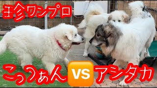 【あっくんまではっちゃけた】お花畑から帰ってまた成長したなぁ【Great Pyrenees】