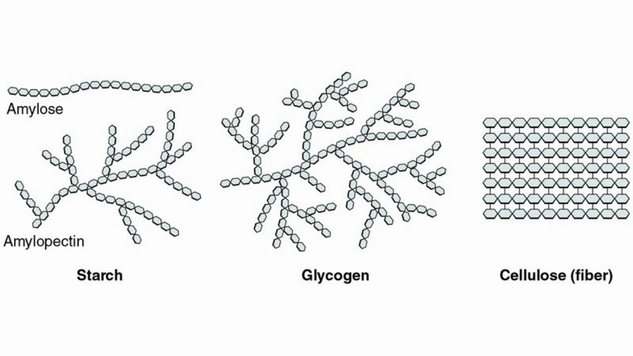 Difference Between Cellulose Starch And Glycogen With Comparison Chart