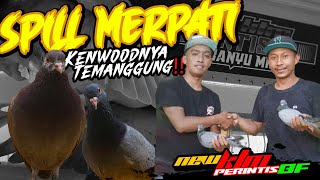 🔴 SPILL PACEKAN KENWOODNYA TEMANGGUNG ❗❗ MERPATI TRAH JUARA🥇