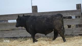 Lot 113 - Kesslers Dynamic 3016