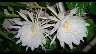 Bramha Kamal - How To Grow Bramha Kamal Plant At Home | nurserylive